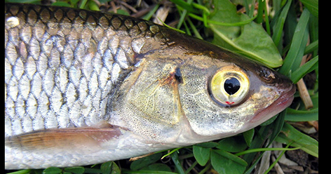 Squalius cephalus_013.jpg